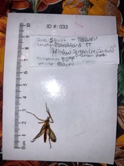 Diogmites neoternatus