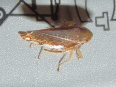 Acinopterus