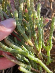 Salicornia pacifica