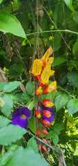 Thunbergia mysorensis