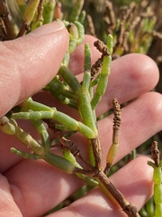 Salicornia pacifica