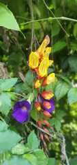 Thunbergia mysorensis