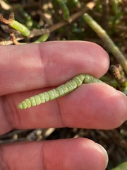 Salicornia pacifica