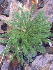 Dendrolycopodium dendroideum
