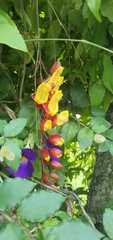 Thunbergia mysorensis