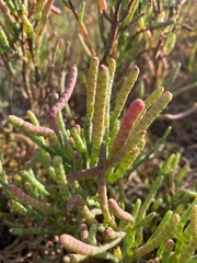 Salicornia pacifica