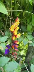 Thunbergia mysorensis