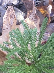 Dendrolycopodium dendroideum
