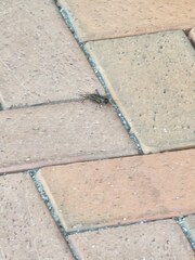 Gryllodes sigillatus