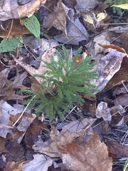 Dendrolycopodium dendroideum