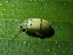 Walterianella tenuicincta