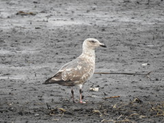 Larus schistisagus