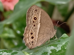 Mycalesis perseoides