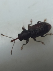 Rhinorhynchus rufulus