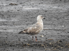 Larus schistisagus