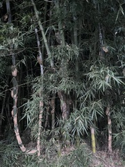Phyllostachys edulis