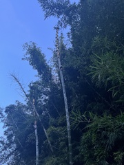 Phyllostachys edulis