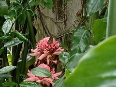 Mycalesis perseoides