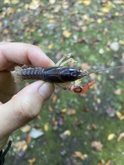 Cambarus dubius