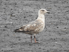 Larus schistisagus