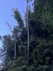 Phyllostachys edulis