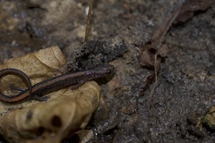 Plethodon angusticlavius