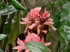 Mycalesis perseoides