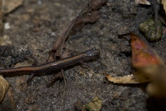 Plethodon angusticlavius