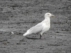Larus glaucescens × hyperboreus