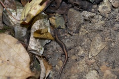 Plethodon angusticlavius
