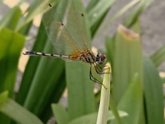 Trithemis pallidinervis