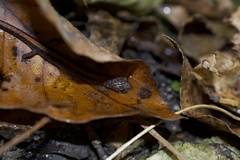 Plethodon angusticlavius