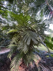 Pinanga