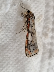 Utetheisa pulchelloides