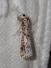 Utetheisa pulchelloides