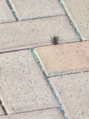 Gryllodes sigillatus