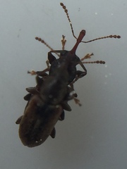 Rhinorhynchus rufulus