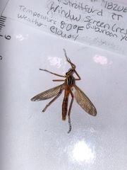 Diogmites neoternatus