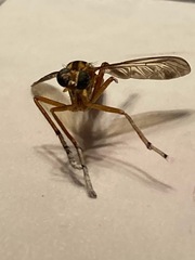 Diogmites neoternatus