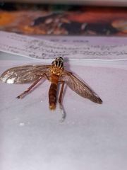 Diogmites neoternatus