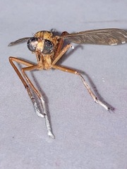 Diogmites neoternatus