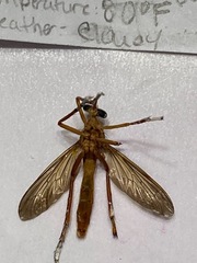 Diogmites neoternatus