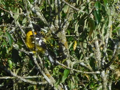 Pheucticus aureoventris