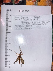 Diogmites neoternatus