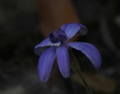 Cyanicula sericea