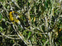 Pheucticus aureoventris