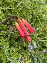 Phycella cyrtanthoides