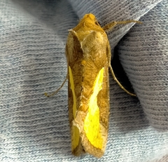 Thysanoplusia orichalcea