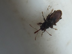 Rhinorhynchus rufulus