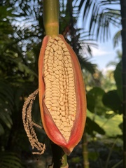 Pinanga